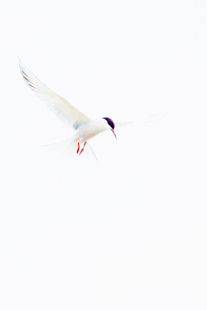 Common Tern (20)