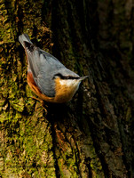 Nuthatch (18)