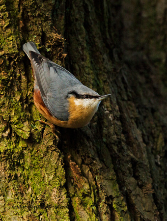 Nuthatch (18)