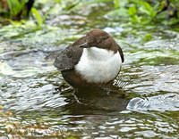 Dipper (13)