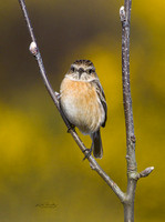 (f)Stonechat (7)