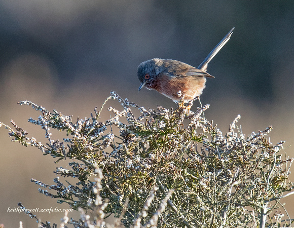 (m)Dartford Warbler (8)