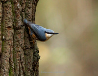 Nuthatch (15)