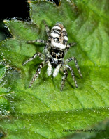 JumpingSpider,ZebraSpider (5)