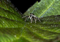 JumpingSpider,ZebraSpider (4)