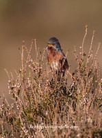 (m)Dartford Warbler (13)