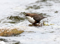 Dipper (16)