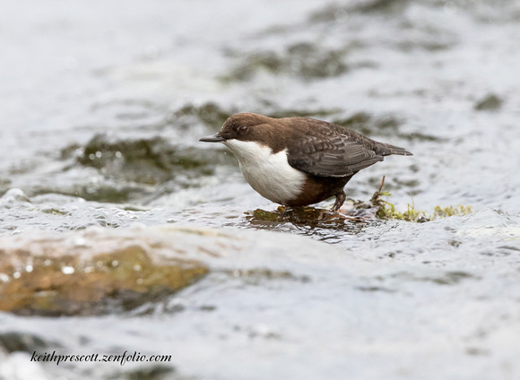 Dipper (16)