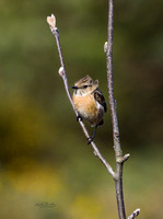 (f)Stonechat (6)