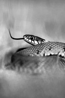 Grass Snake (7)