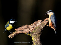 Nuthatch (2)