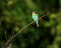 Bee Eater (4)