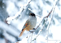 Siberian Jay (7)