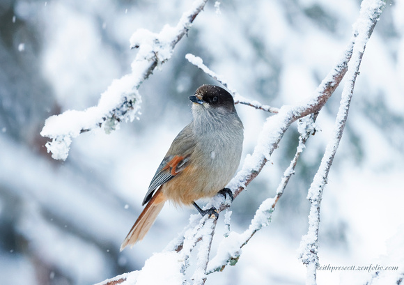 Siberian Jay (7)