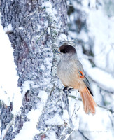 Siberian Jay (11)