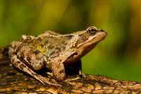 Frog (3)