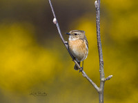 (f)Stonechat (10)