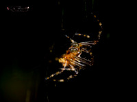 Garden Spider (2)
