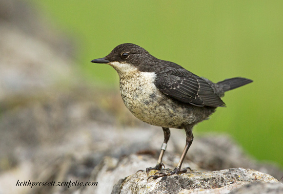 Dipper (3)