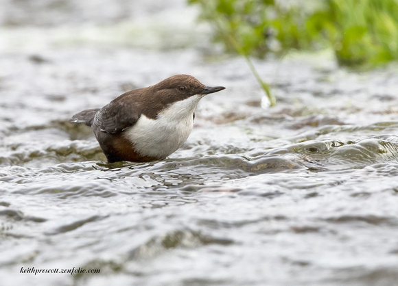 Dipper (21)