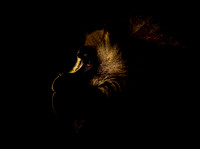(m)Gelada (8)