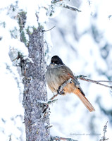 Siberian Jay (2)