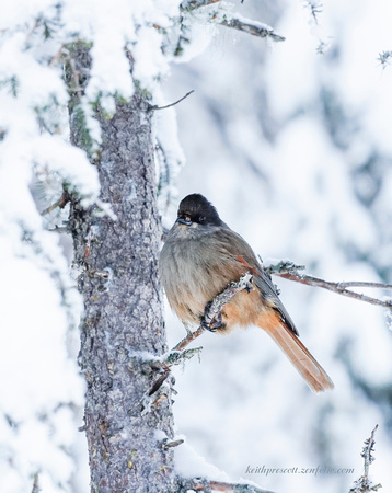 Siberian Jay (2)