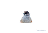 Siberian Jay (10)