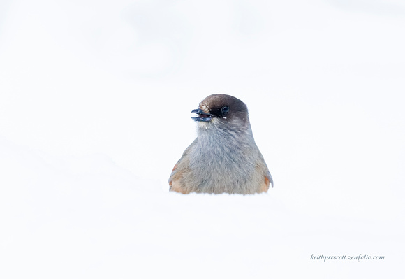 Siberian Jay (10)