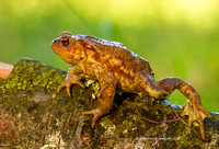 Toad (2)