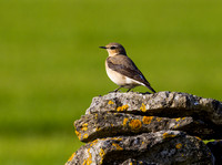 (f)Wheatear (15)