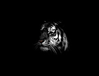 Amur Tiger (2)