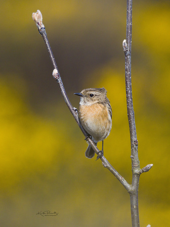 (f)Stonechat (9)