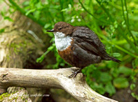 Dipper (12)