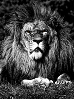 (m)Lion
