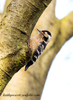 Woodpecker