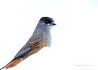 Siberian Jay (6)