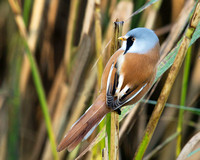 Bearded Tit(Reedling) (13)