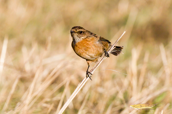 (f)Stonechat (2)