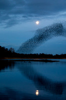 Starling Murmuration (18)