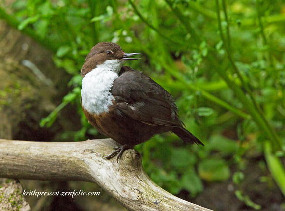 Dipper (11)