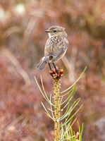 (f)Stonechat (16)