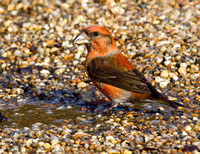 (m)Crossbill (3)