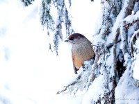 Siberian Jay (9)