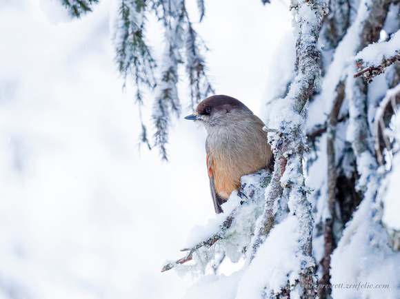 Siberian Jay (9)