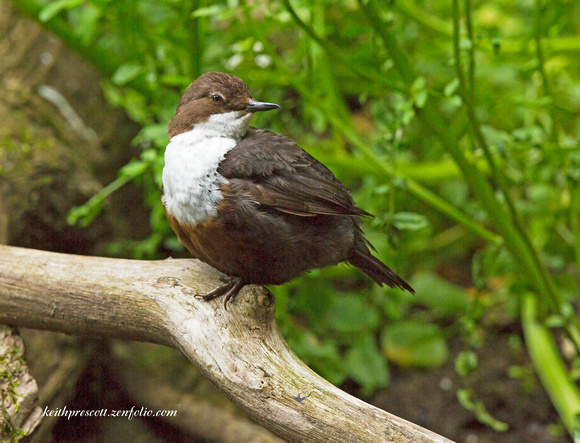 Dipper (9)