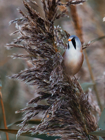 Bearded Tit(Reedling) (3)