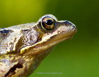 Frog (2)