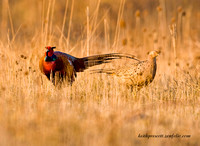 (m&f)Pheasant