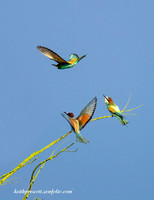 Bee Eater